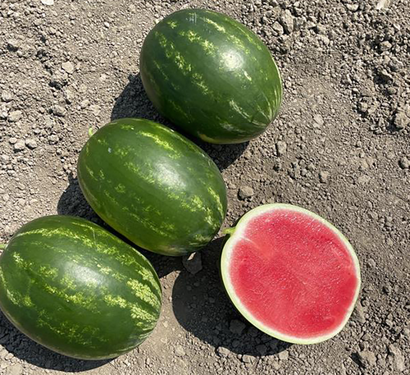 Varietà Sweet Pontoon